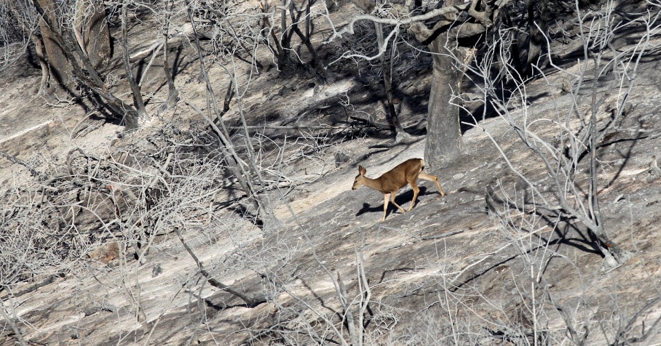 4.mai.2013 - Cervo caminha entre restos queimados de floresta de carvalhos após incêndio florestal, próxima à cidade californiana de Camarillo. Com a melhora das condições climáticas, os bombeiros estão conseguindo controlar o fogo, que já atingiu 113 km², o equivalente a mais de 28 mil campos de futebol