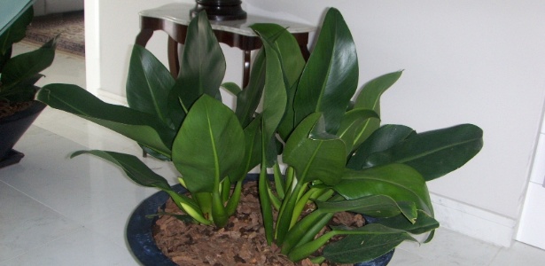 Com folhas ornamentais, a espécie Philodendron martianum deve ser cultivada em locais sombreados - Divulgação