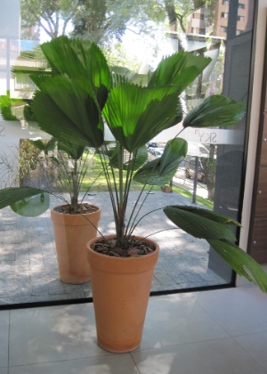 Licuala - Divulgação - Divulgação