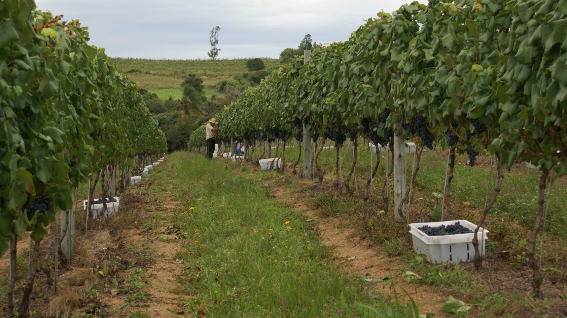 A colheita nos parreirais de Encruzilhada do Sul e Bento Gonçalves é feita de forma manual, para garantir a integridade dos grãos e menos impurezas ao vinho - Divulgação