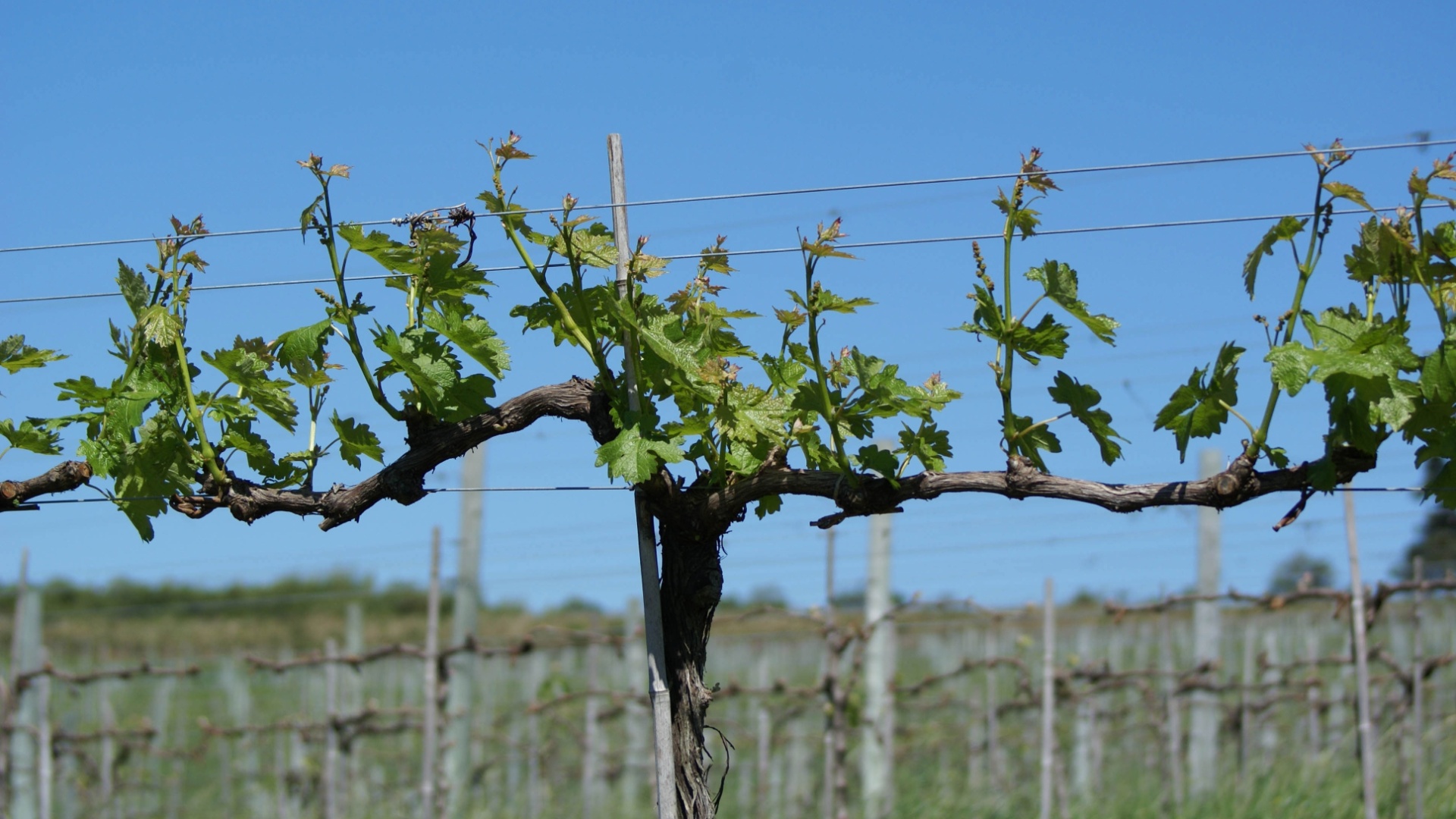 Antes da formação dos primeiros cachos, a videira germina as primeiras folhas após um inverno em que a planta seca completamente - Divulgação