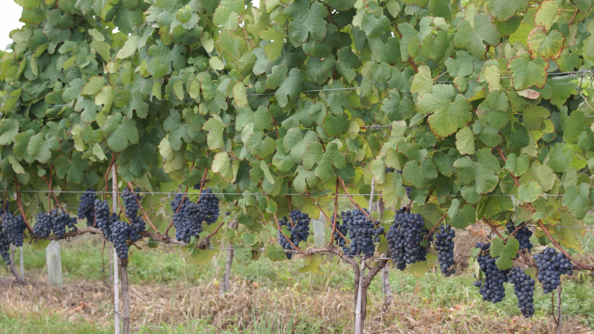 As frutas maduras, plantadas no sistema de espaldar (vertical), estão prontas para serem colhidas na vindima de Encruzilhada do Sul - Divulgação