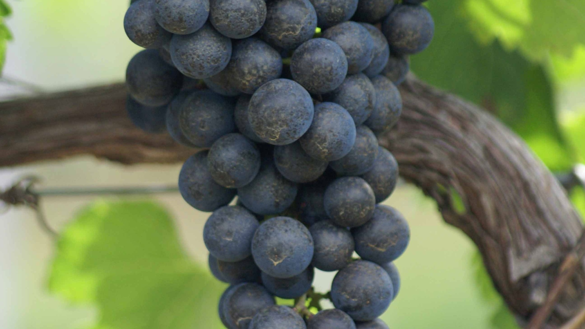 Cacho maduro de uma Cabernet Sauvignon, varietal mais usada nos vinhos fabricados no Rio Grande do Sul - Divulgação