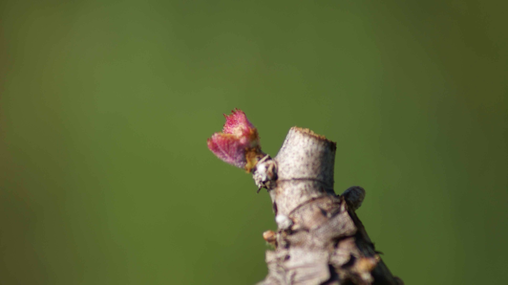 Detalhe da primeira germinação, depois da poda de inverno que vai fortalecer a videira e garantir frutos mais encorpados - Divulgação