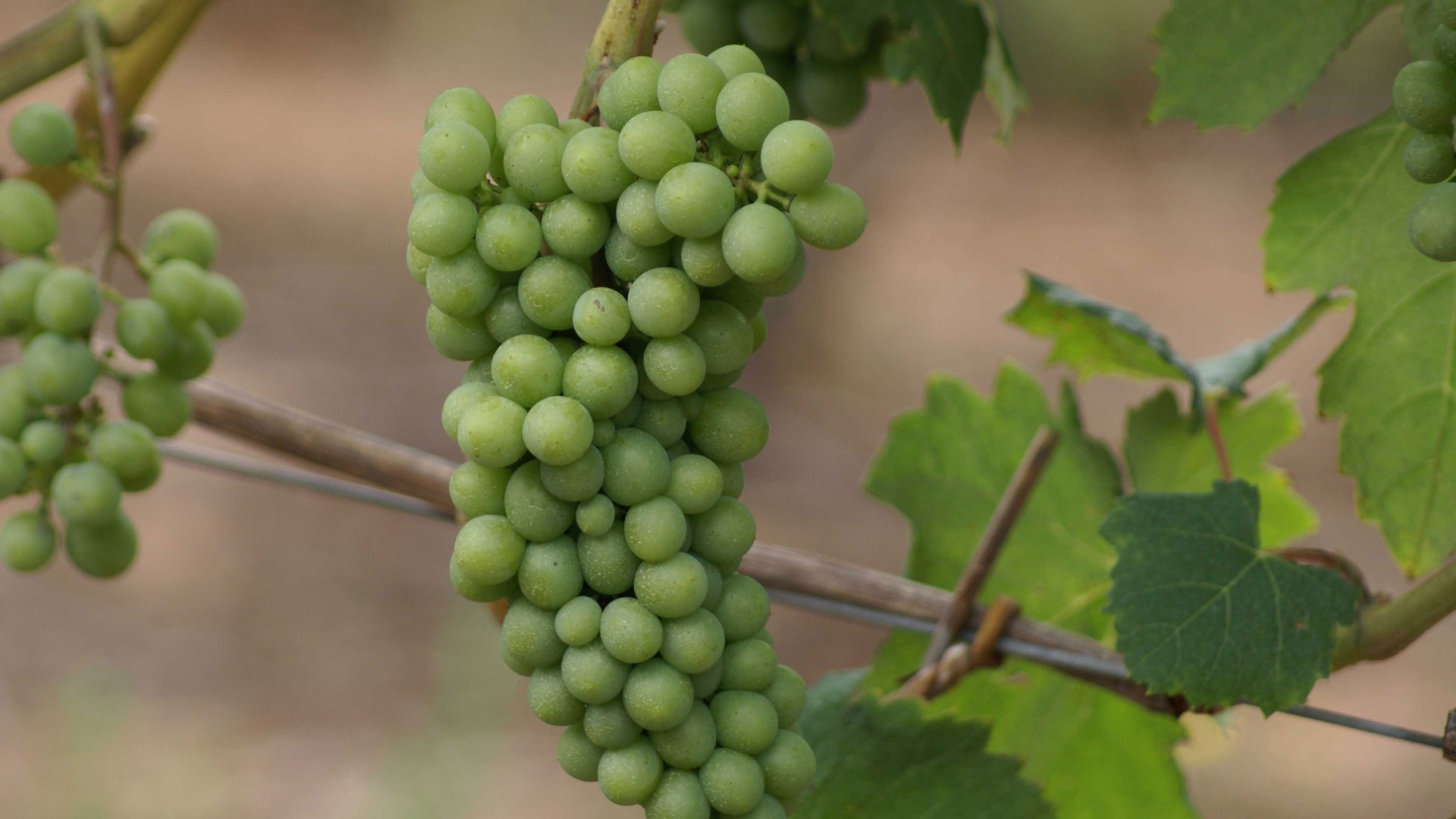 No final da primavera, as bagas dos cachos ganham a forma definitiva e estão prontas para amadurecer - Divulgação