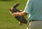 Tartaruga invade campo e atrasa torneio de golfe nos EUA; assista - Reprodução