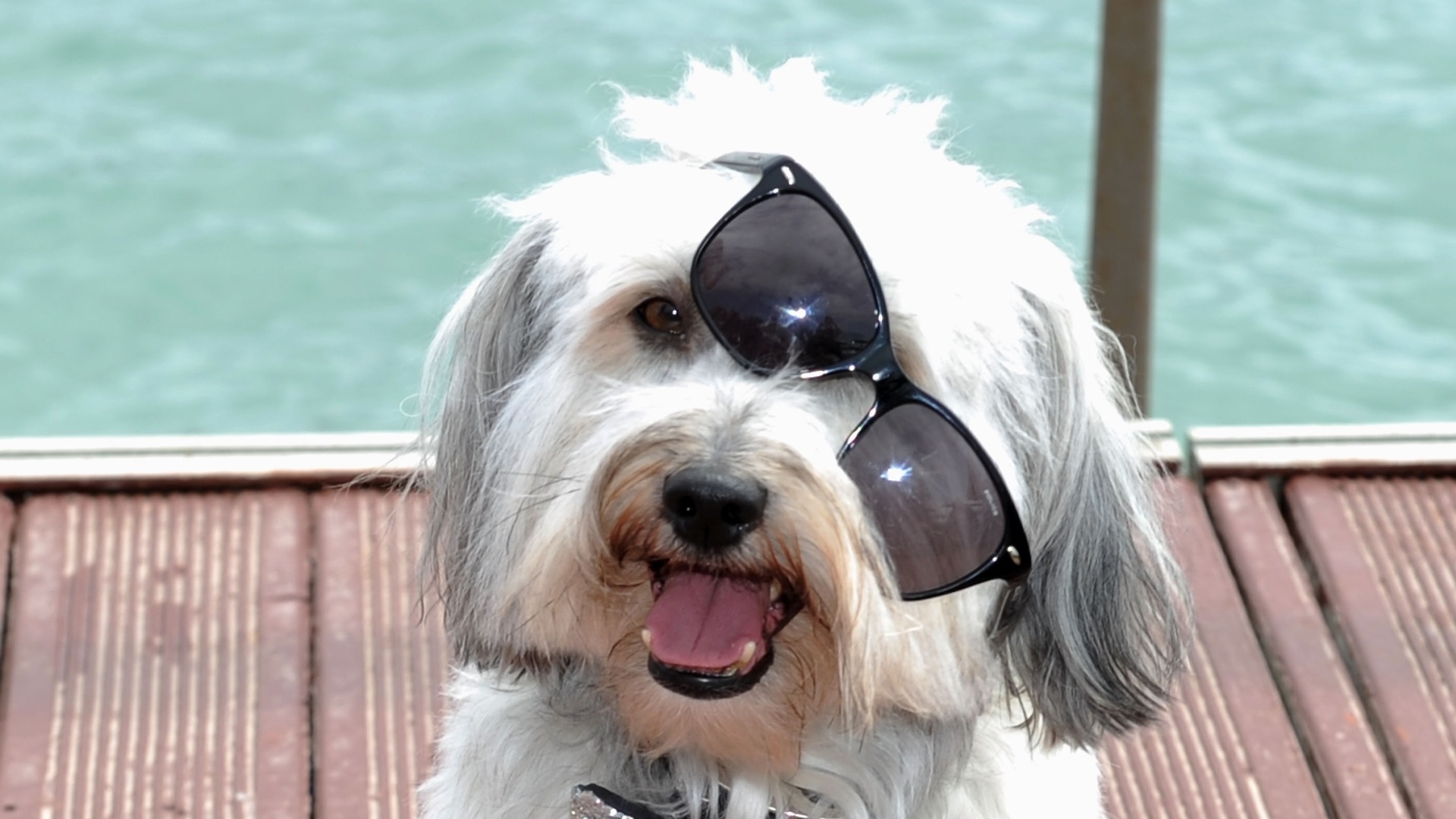 16.mai.2013  - Cão Pudsey, vencedor do "Britain's Got Talent", está em Cannes para a divulgação de "Pudsey: O Filme". Com a adestradora Ashleigh, o cão saltou e fez poses para os fotógrafos - Getty Images