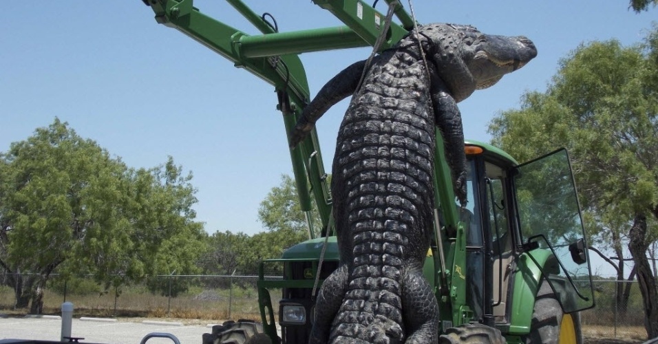 16.mai.2013 - Um jovem de 18 anos capturou um aligátor [espécie de jacaré] de aproximadamente 362 quilos e 4,3 metros de comprimento durante sua primeira caçada realizada em Cotulla, no Texas (EUA). Ele usou uma isca de galinha para capturar o mais pesado réptil já encontrado no Estado norte-americano