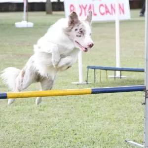 Agility: cães participam de campeonato de velocidade - Fotos - UOL