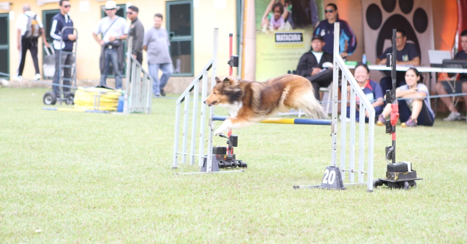 Agility: cães participam de campeonato de velocidade - Fotos - UOL Notícias