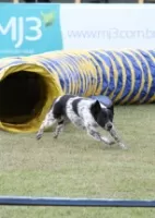 Fotos: Cães participam de Campeonato Brasileiro de Agility - 18/05
