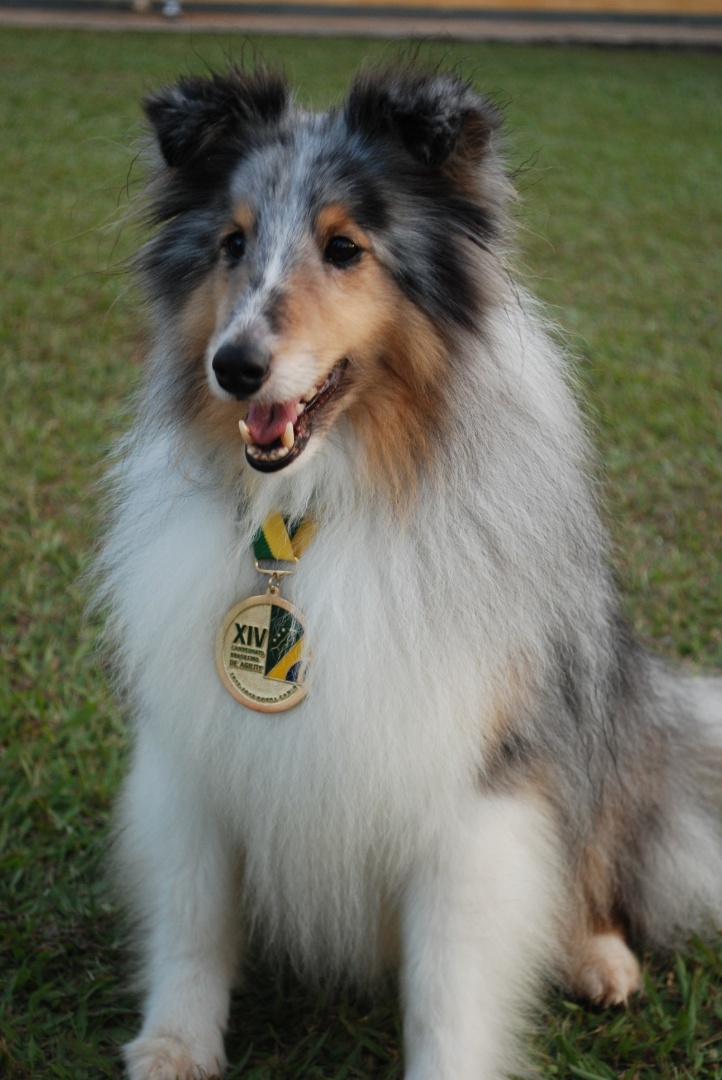 Agility: cães participam de campeonato de velocidade - Fotos - UOL Notícias