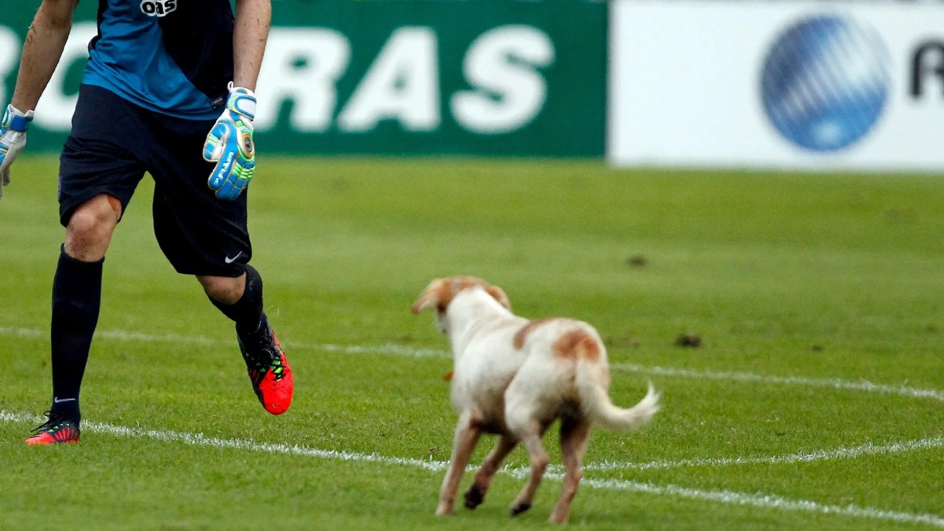 Omar, do Bahia, tenta tirar cão de campo na partida contra o Vitória, válida pela final do Campeonato Baiano, realizada neste domingo no estádio do Barradão, em Salvador (BA) - FELIPE OLIVEIRA/AGIF/ESTADÃO