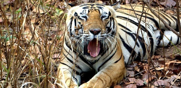 População de tigres-de-bengala caiu drasticamente no mangue do país asiático - Ravi Vaidyanathan/EOL