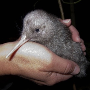 Nova Zelândia vai gastar R$ 25 milhões para salvar pássaro kiwi de extinção  - 20/06/2015 - UOL Notícias