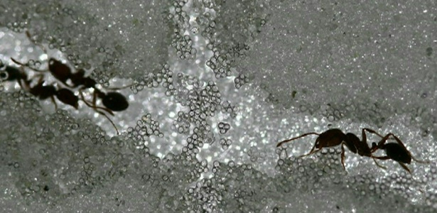 Túneis das formigas foram monitorados com câmeras de alta velocidade e equipamentos de raio-X - BBC