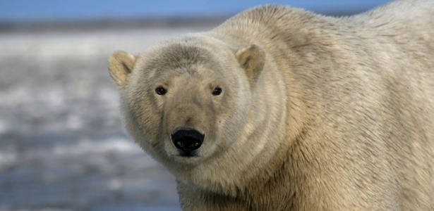 Ursos polares são protegidos por lei na Noruega e só pode feri-los em situação de legítima defesa - BBC