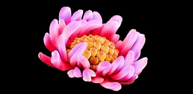 Na foto, detalhe do pistilo (parte laranja) de uma flor, cercado pelos estames (cor-de-rosa) - Susumu Nishinaga/Barcroft Media/BBC