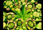 Fotos revelam a beleza microscópica das flores - Susumu Nishinaga/Barcroft Media/BBC