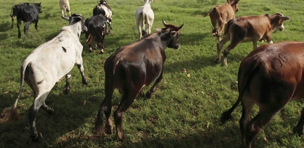 220 milhões de bovinos e búfalos deverão receber vacina no Brasil até o dia 31 de maio - Caio Guatelli/Folhapress