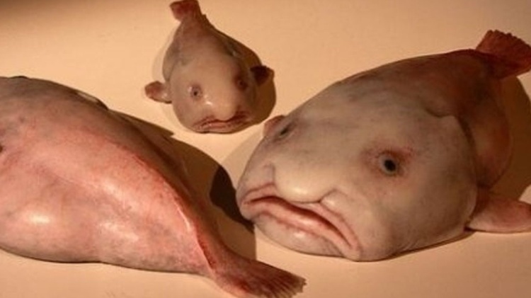 Com uma aparência "inusitada", o peixe-bolha já foi eleito o animal mais feio do mundo Com uma aparência "inusitada", o peixe-bolha já foi eleito o animal mais feio do mundo