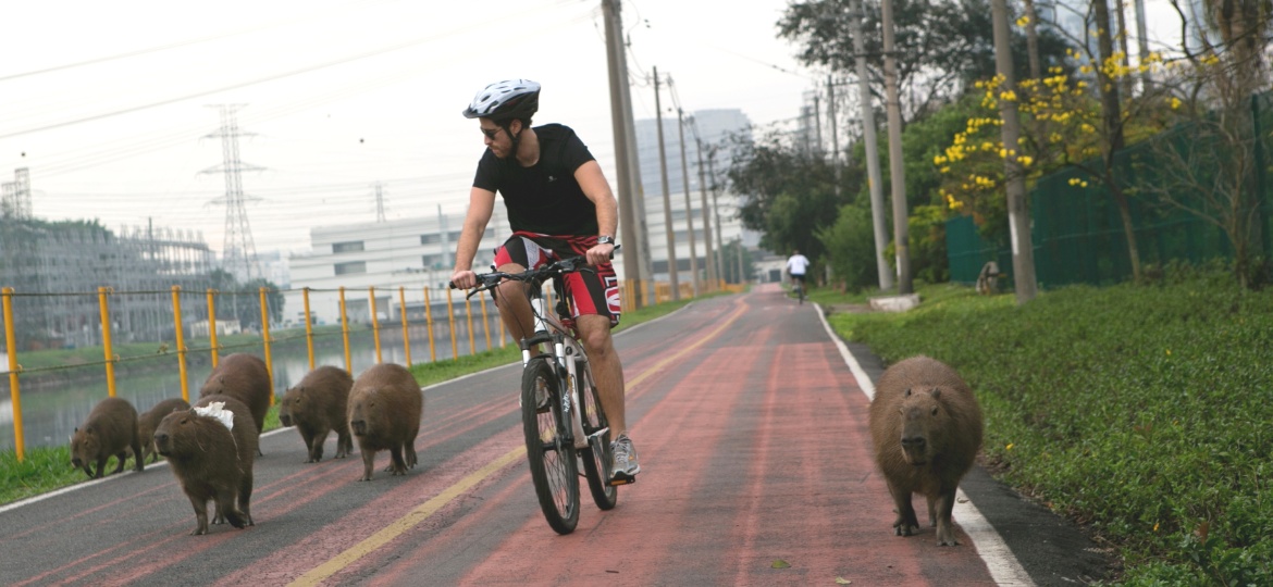 Ciclista anda de bicicleta ao lado de capivaras na ciclovia da marginal Pinheiros, na zona oeste de São Paulo (SP) - Fabio Braga/Folhapress