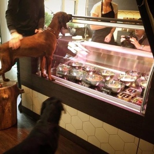 Delicatessen para cachorros em Berlim (Alemanha) serve pratos como carne de canguru - Divulgação/facebook.com/petsdeliroseneck