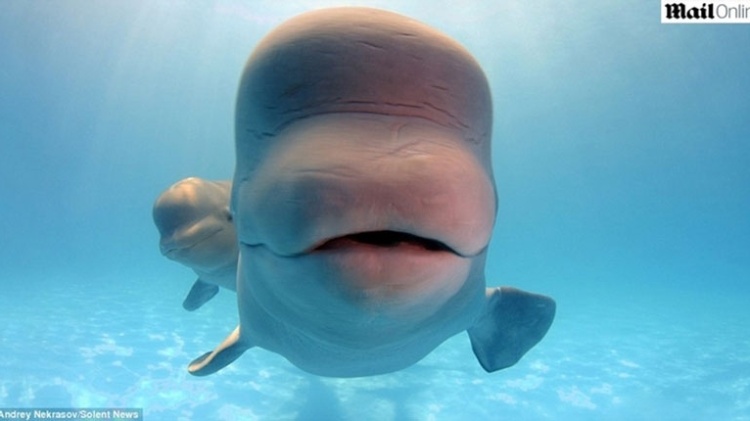 Casal de beluga é registrado em momentos descontraídos por fotógrafo - Reprodução/Dailymail - Reprodução/Dailymail