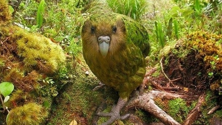 Os kakapo adultos são vulneráveis ​​à predação por gatos e seus ovos e filhotes podem ser mortos por ratos