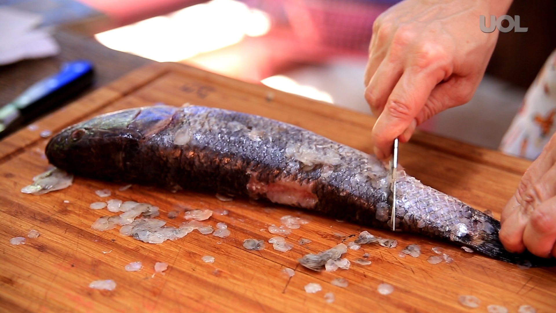 Sem espinhas e sem pânico: aprenda como limpar peixes e bacalhau -  01/04/2015 - UOL Nossa