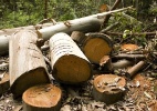 Homem morre esmagado por árvore durante derrubada em Rondônia - Shutterstock