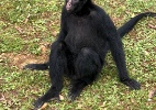 Macaco Tchuco chega ao zoológico de Sorocaba com missão de 'salvar' espécie