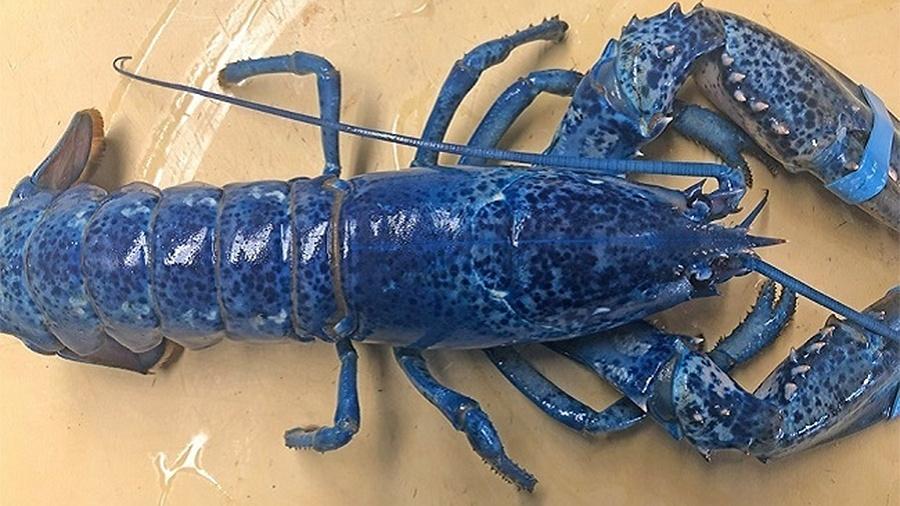 Dono do Arnold"s Lobster, em Massachusetts (EUA), vai doar a lagosta azul para aquário em St. Louis - Reprodução