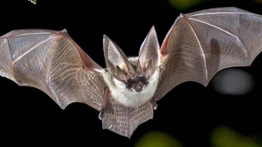 Autoridades afirmam que diversos morcegos foram encontrados na casa do idoso - iStock