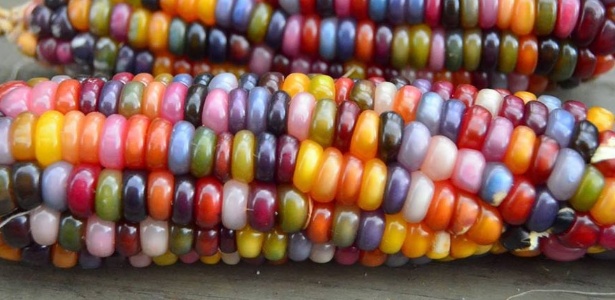Milho arco-íris é fruto de pesquisa com sementes históricas dos índios norte-americanos - Reprodução/facebook.com/glassgemcorn/