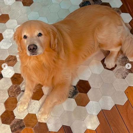 Cão Joca, da raça Golden Retriever, morre no porão de voo da Gol