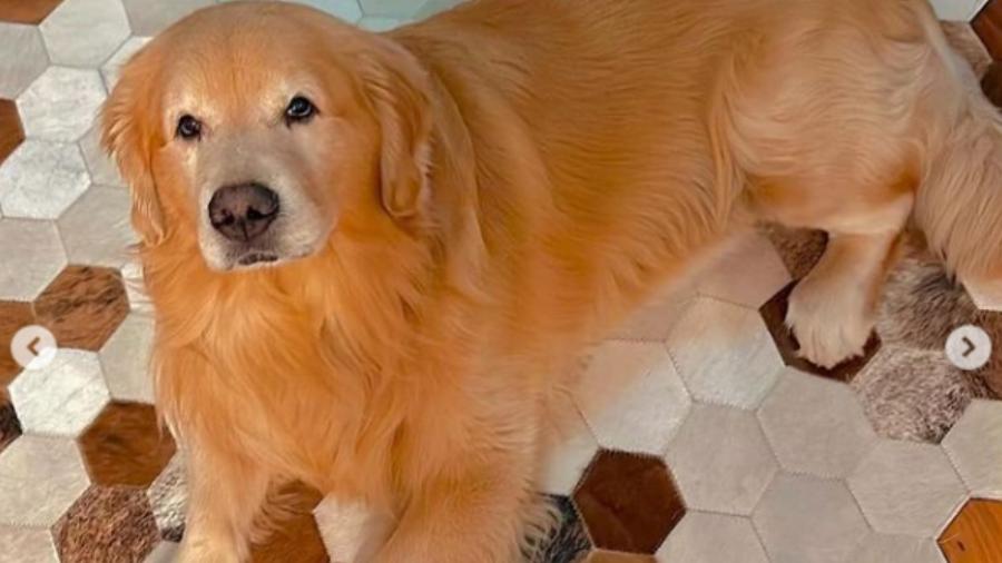 Cão Joca, da raça Golden Retriever, morre durante transporte aéreo da Gol - Reprodução/Instagram @jfantazzini