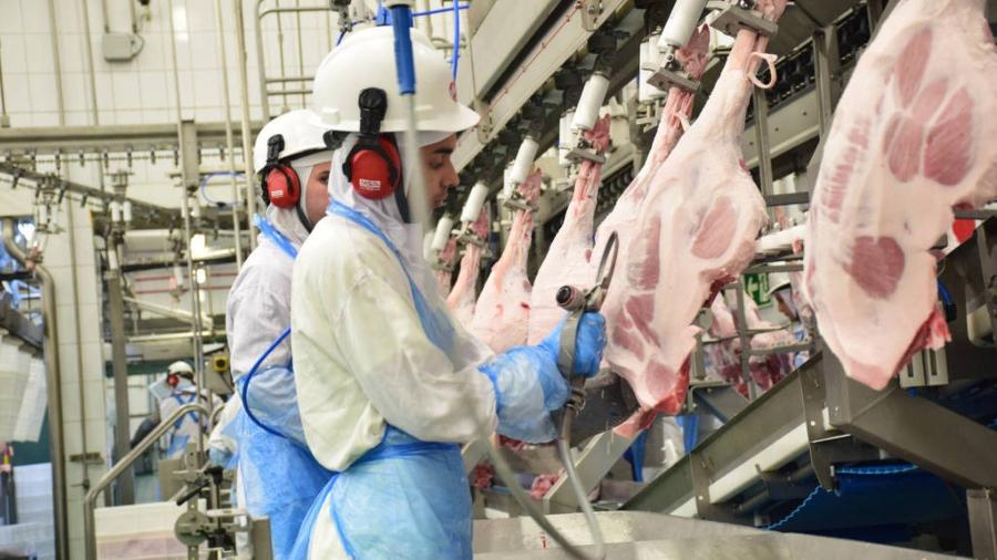 Corte de suínos em frigorífico da empresa Alegra, no Paraná Corte de suínos em frigorífico da empresa Alegra, no Paraná