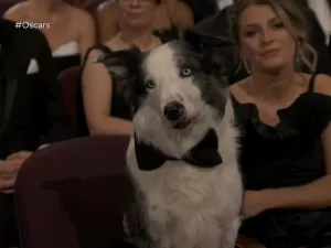 Messi, cão de filme vencedor do Oscar, vai 'entrevistar' estrelas em Cannes