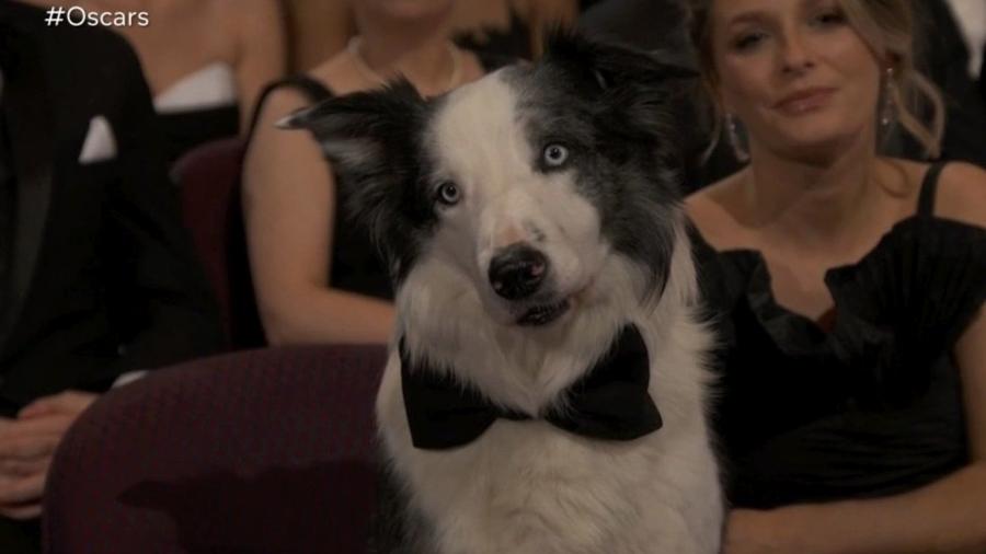 O cachorro Messi no Oscar