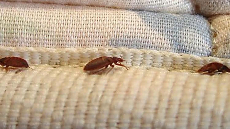 Percevejo de cama