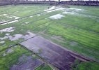 Governo autoriza Conab a comprar até 300 mil t de arroz importado - Arquivo pessoal/Marildo Mulinari