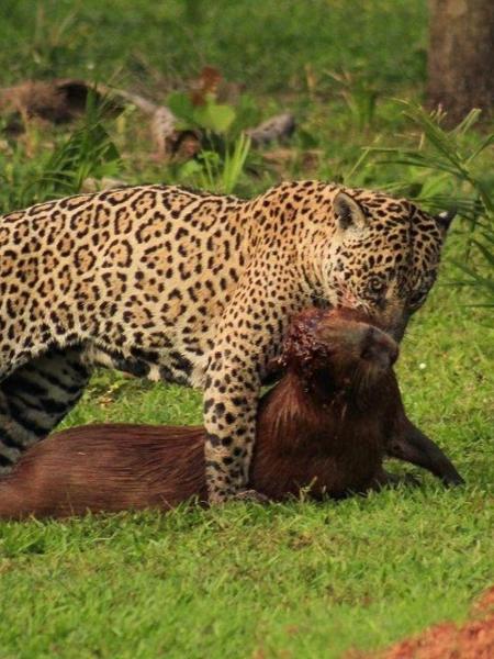 Onça predando capivara - João Pedro Salgado / Reprodução Instagram