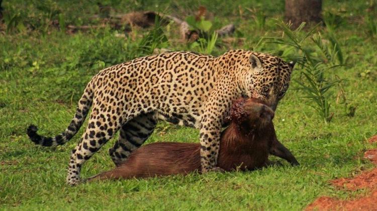 Onça predando capivara; fotógrafo foi "cancelado" por registro, mas a presa é parte do cardápio felino - João Pedro Salgado / Reprodução Instagram - João Pedro Salgado / Reprodução Instagram