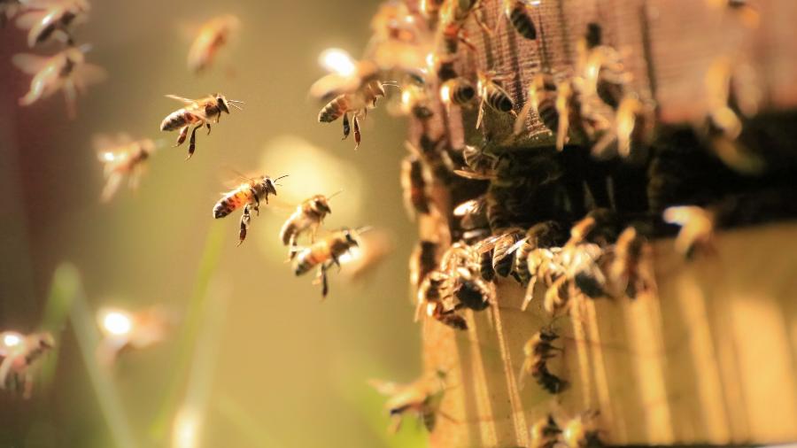 A morte e o desaparecimento das abelhas vêm sendo registrado em diversas partes do mundo - Getty Images/iStockphoto