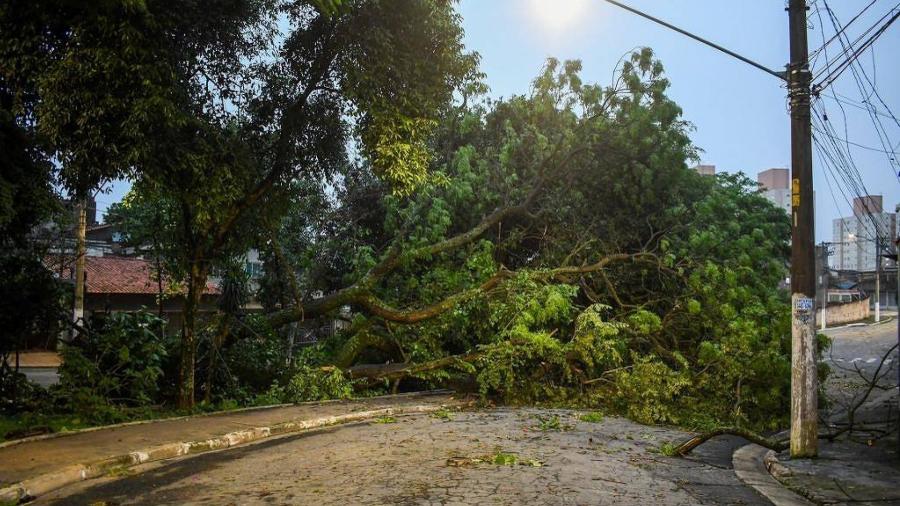 Árvore caída em São Mateus, na zona leste de São Paulo; temporal de sexta (3) causou estragos na capital e no interior do estado 
