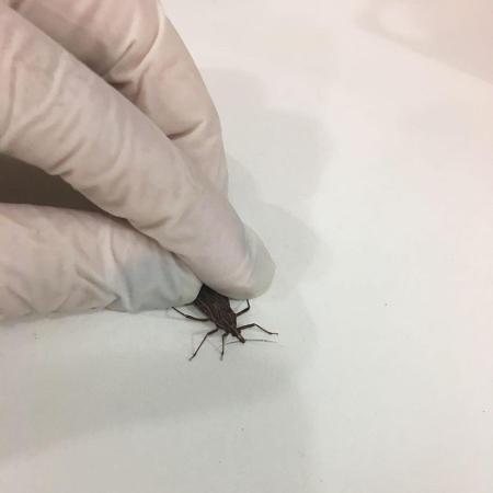 Barbeiro, inseto responsável por transmitir o parasita da doença de Chagas, o Trypanossoma Cruzi - Divulgação