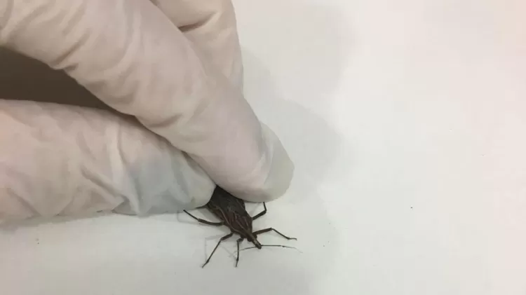 Barbeiro é o inseto responsável por transmitir o parasita da doença de Chagas - Divulgação - Divulgação