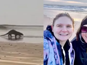 Mergulho de amigas na praia rende vídeo raro de animal e viraliza; assista