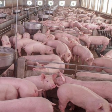 Porcos de fazenda na Bavária - Getty Images/iStockphoto